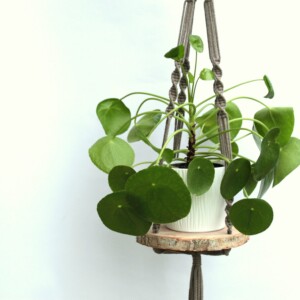 Kwietnik makramowy z plastrem drewna beżowy, drewniane dekokwietnik wiszący sufitowy, kwietnik z makramy beżowyracje,